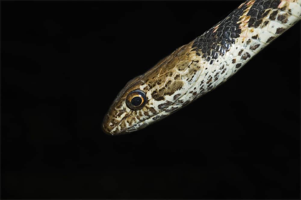 Coachwhip Snake against a black background