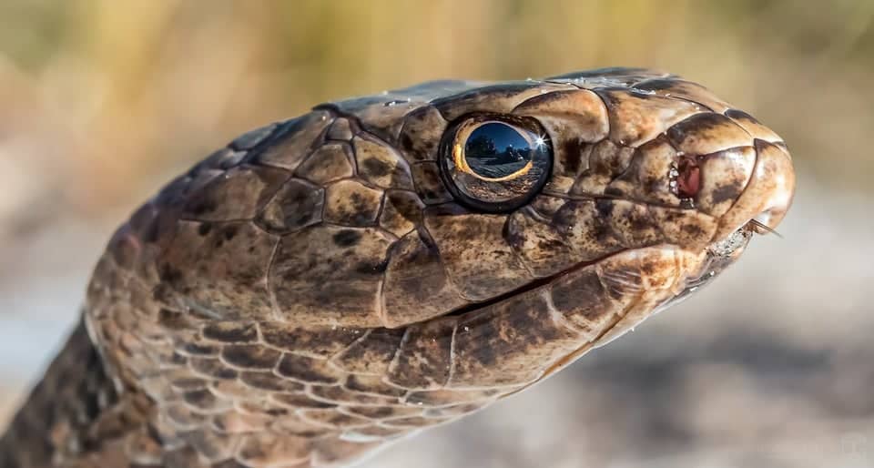 Coachwhip Snakes