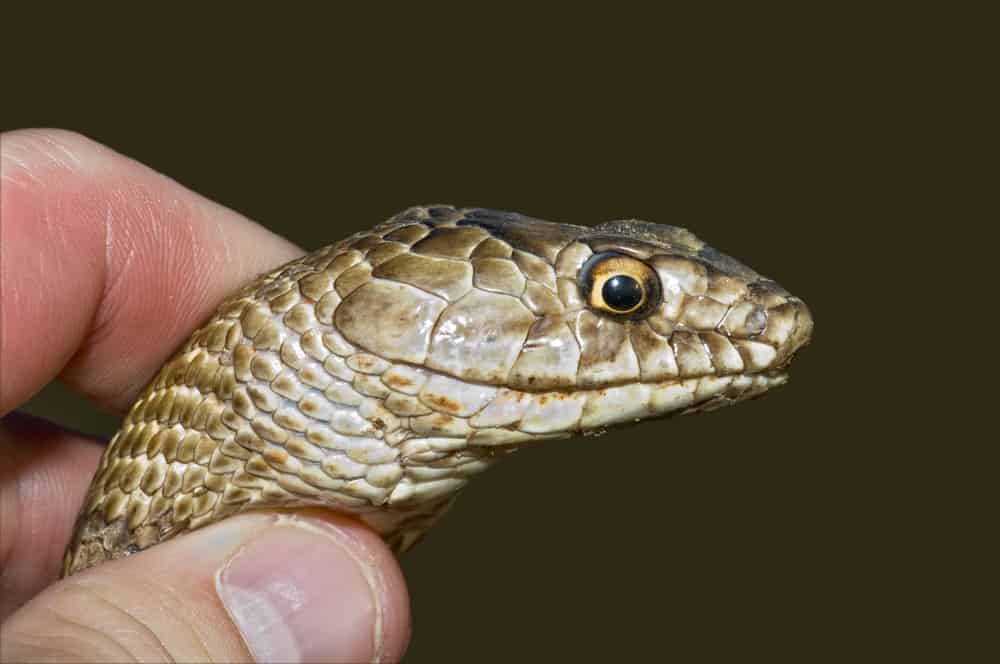 Closeup of Coachwhip snake head