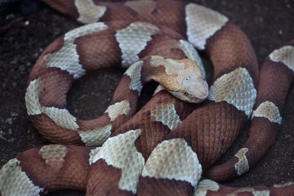 A Copperhead (Agkistrodon contortrix) snake