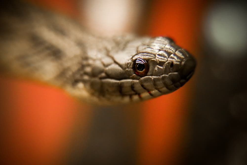 Typical water snake closeup