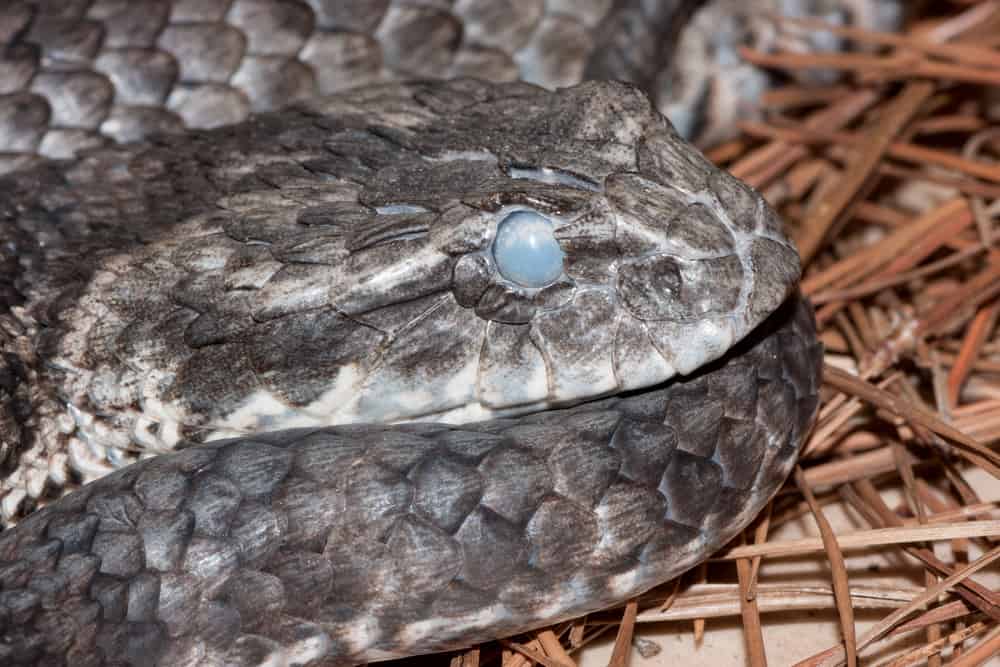 Death Adder with opaque spectacle prior to sloughing