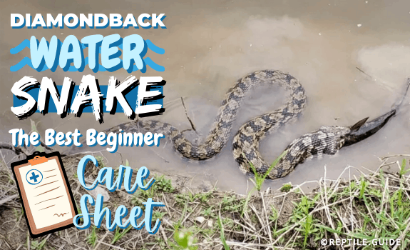 Diamondback Water Snake The Best Beginner Care Guide