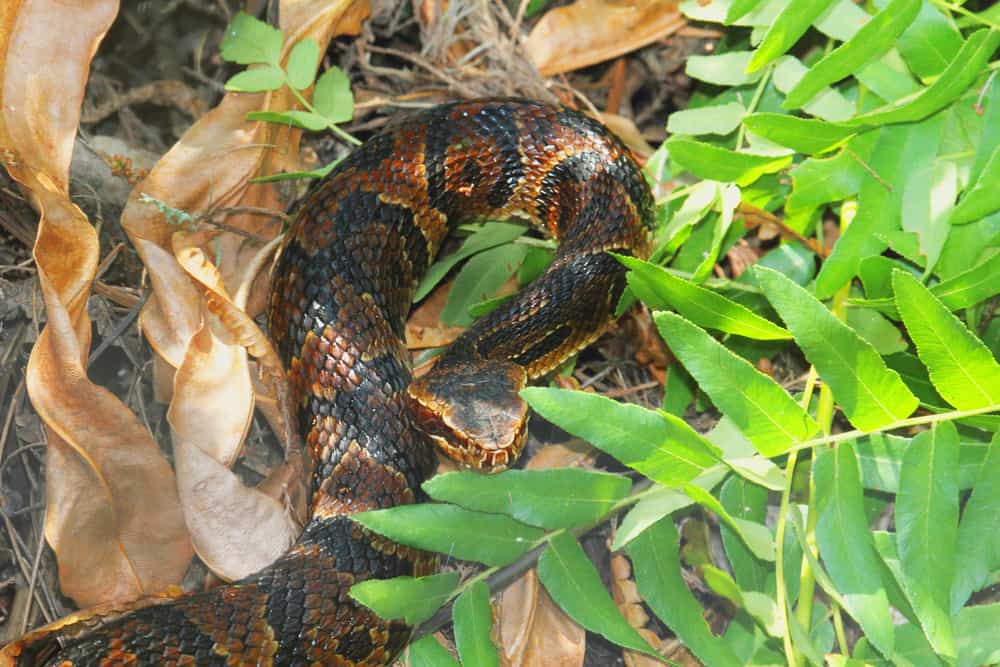 Cottonmouth snake on dead leaves