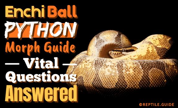Enchi Ball Python Morph Guide Vital Questions Answered