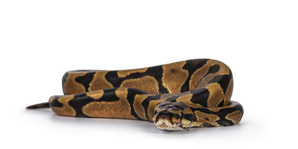 Enchi Ball python on white background