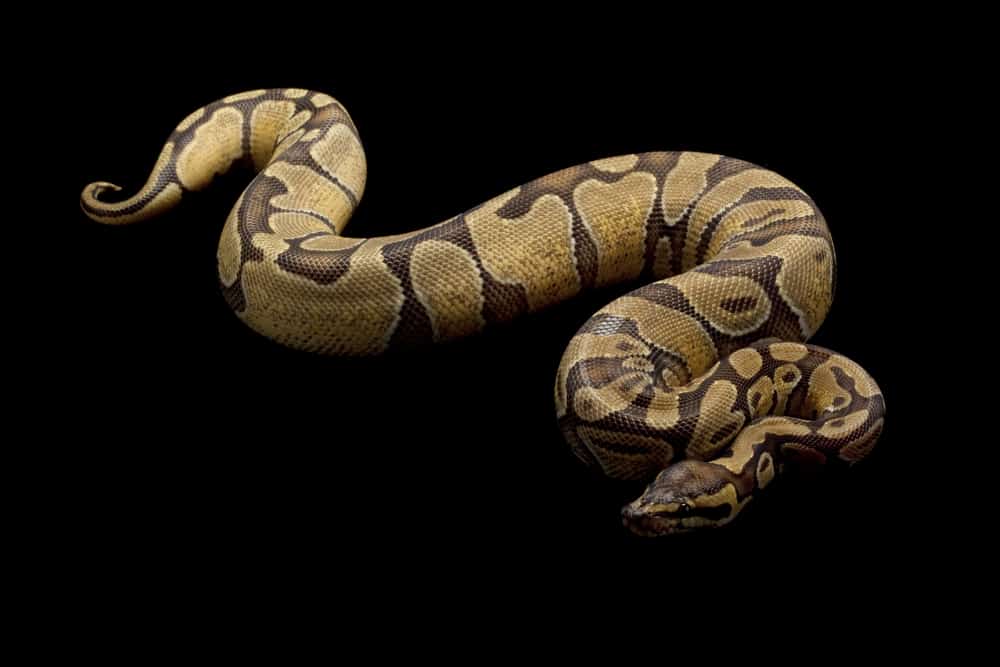 Enchi ball python