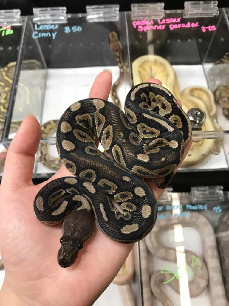 Fire Ball Python in pet store
