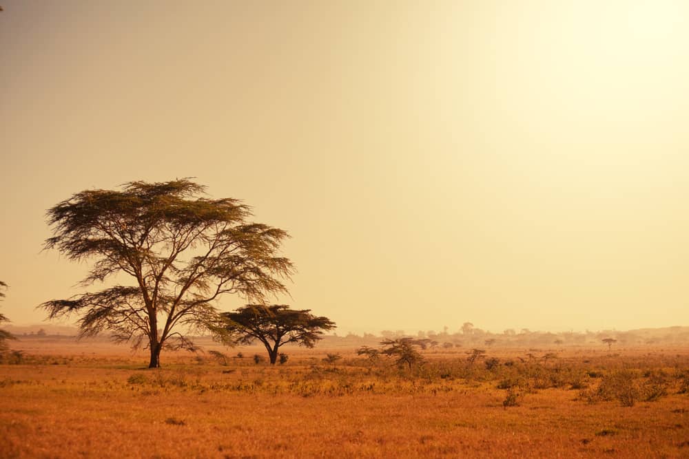 African landscape