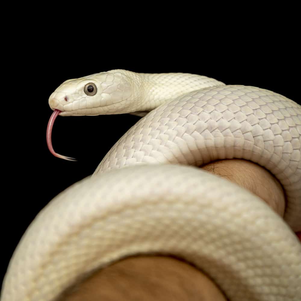 The Texas rat snake wrapped around an arm