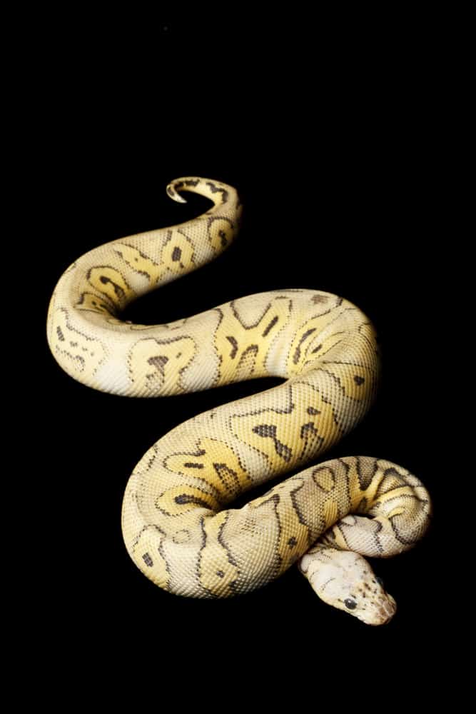 clown ball python on black background