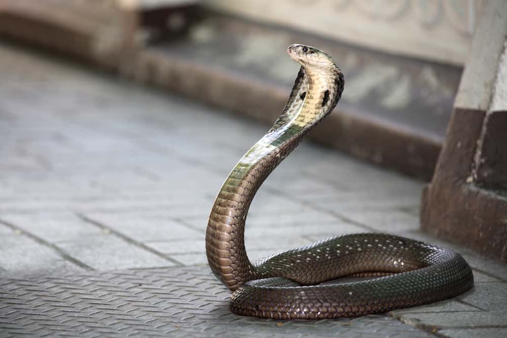 King Cobra snake