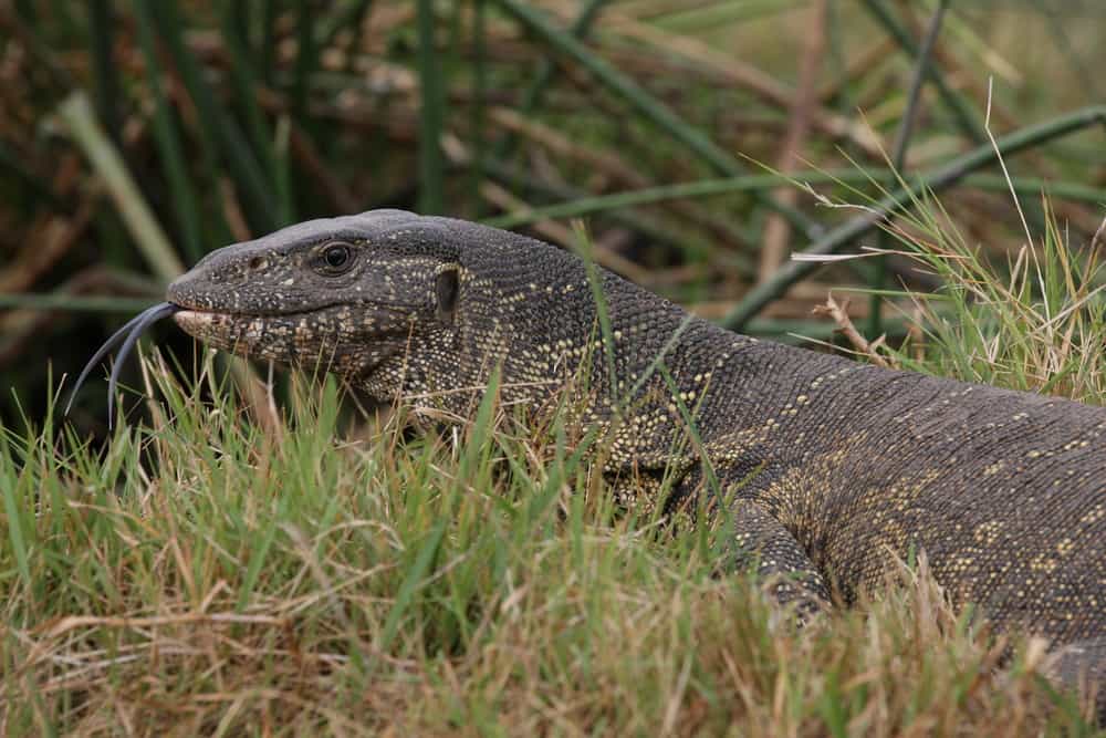 Jacobson's organ Komodo dragon lizard