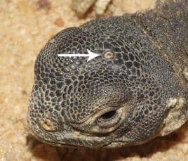 Lizards Have the Third Eye