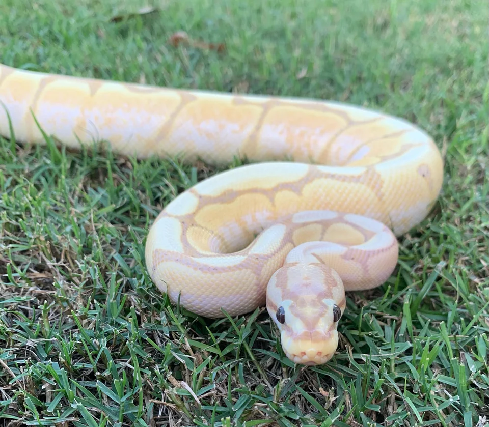 Mojave spider ball python