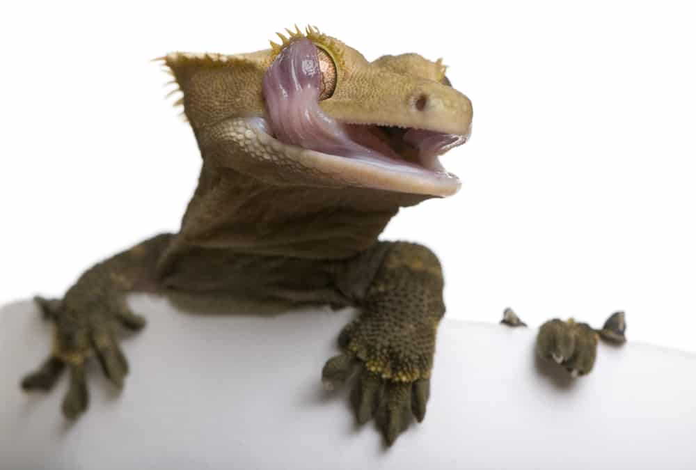 New Caledonian Crested Gecko licking his big eyes