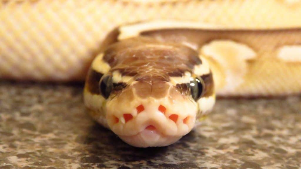 Pastel Fire Ball Python head focused