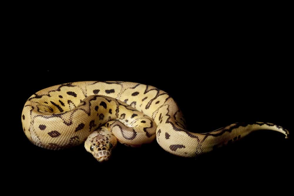 Pastel clown ball python