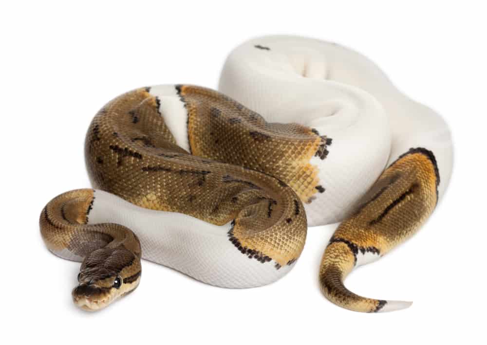 Pinstripe Ball Python different coloration.