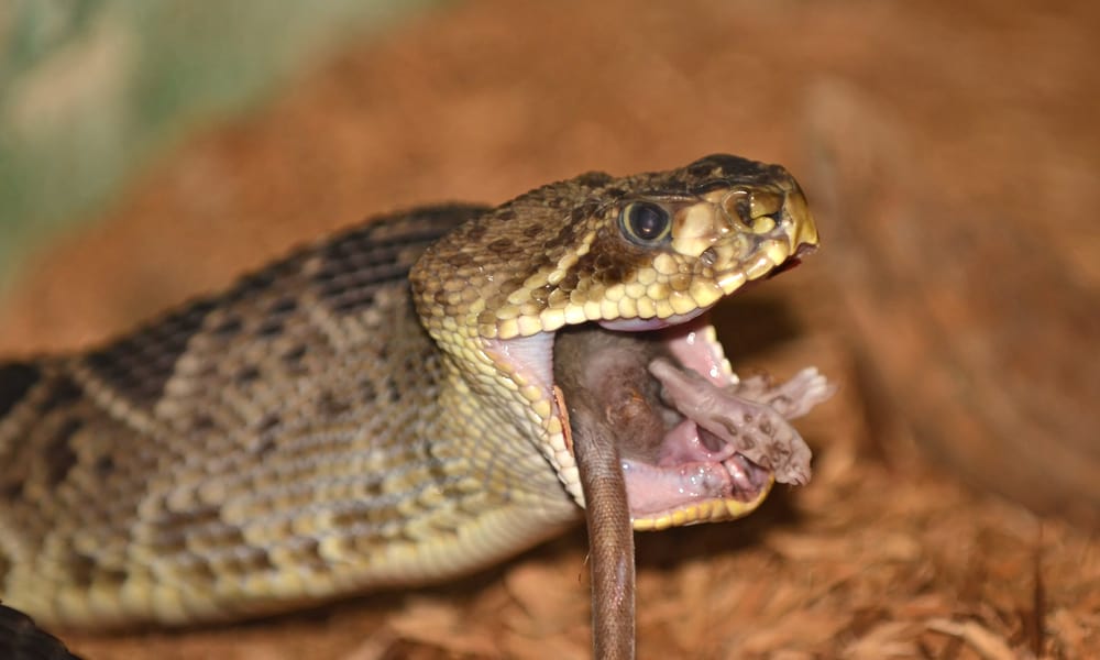 Rattlesnake eating a rodent