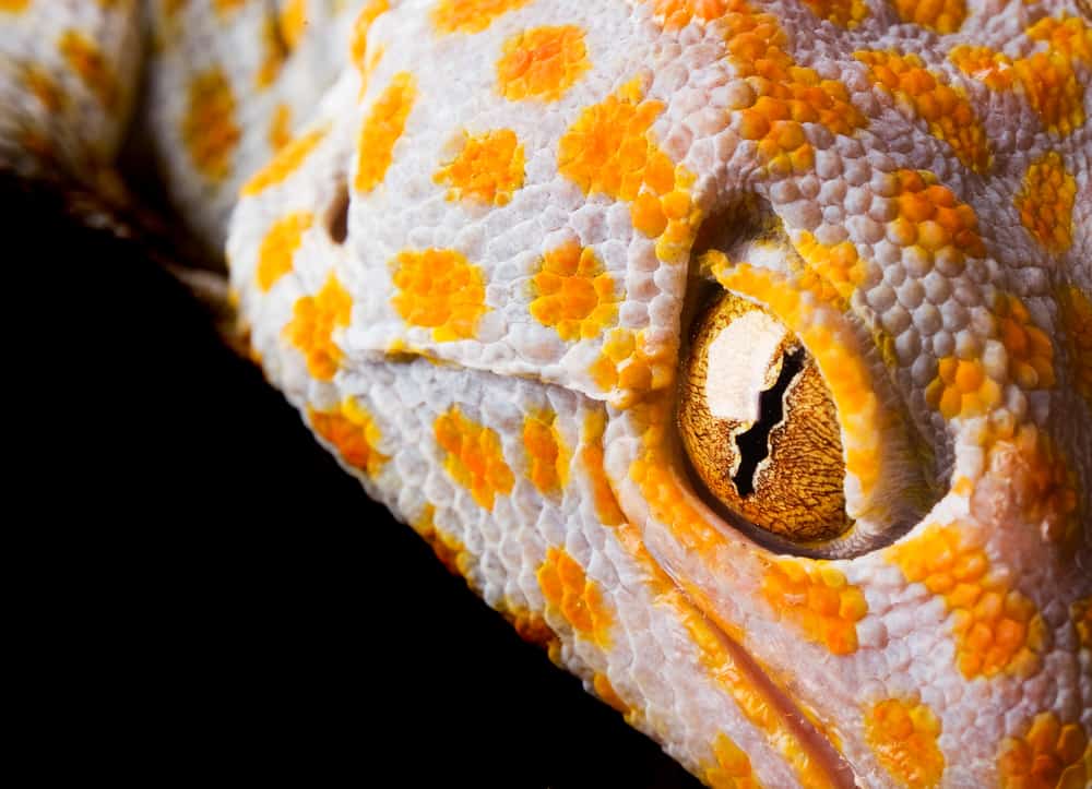 The Tokay Gecko in yellow and white color eyes in focus