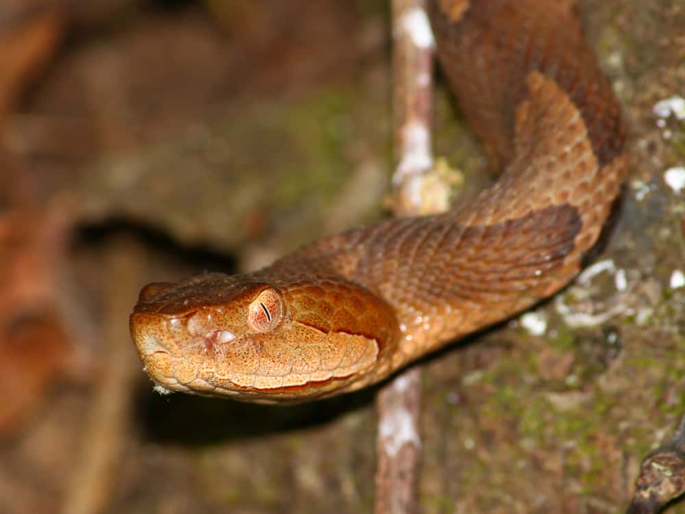 Copperhead Snake (Agkistrodon contortrix)