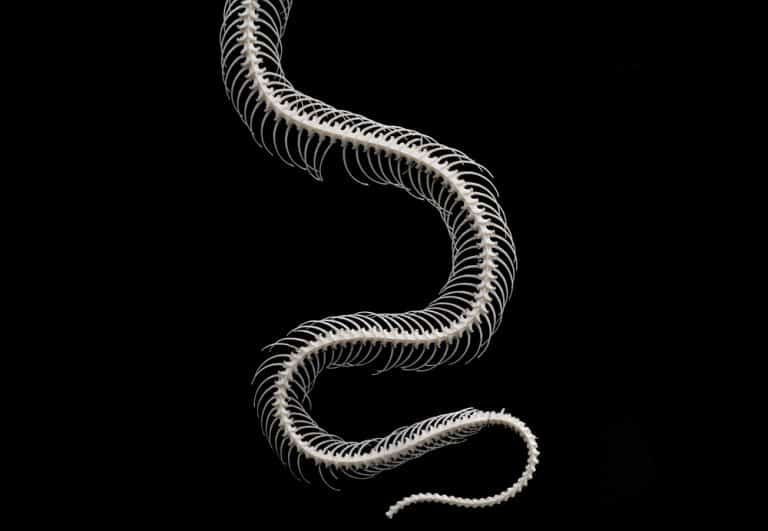 Do Snakes Have Bones? The Simple Answer (with Pictures!)