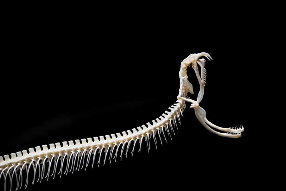 Skeleton of a snake with jaws opened wide
