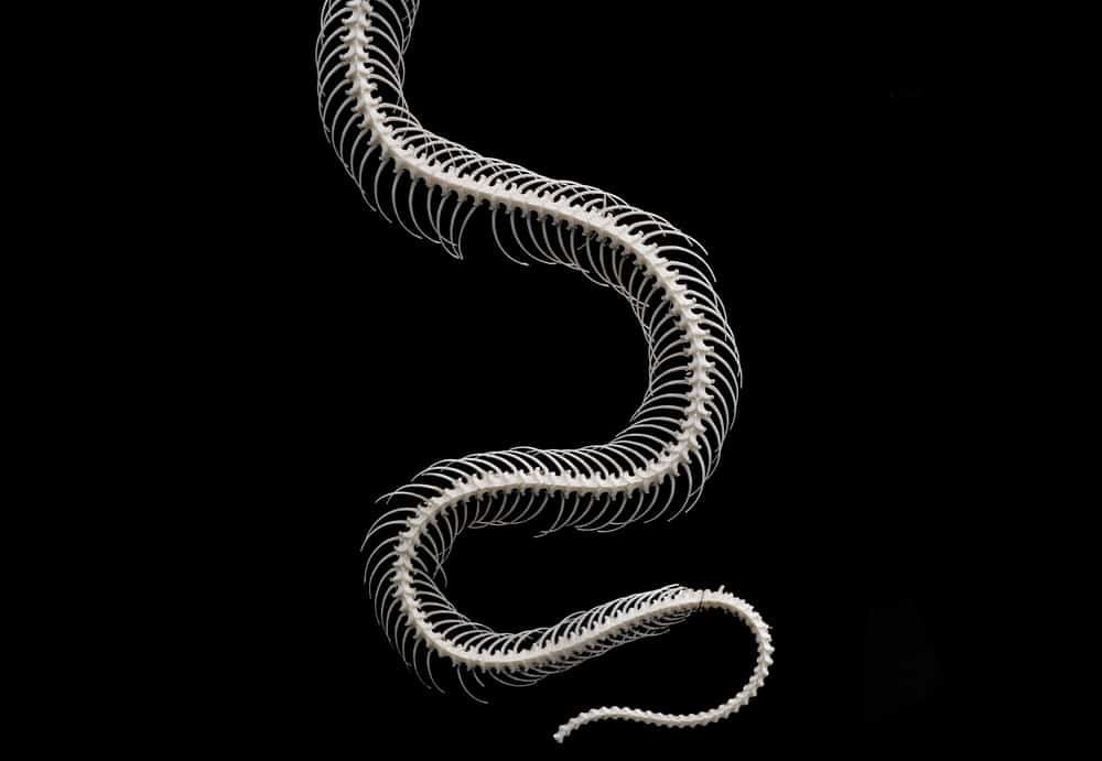 Skeletal System Of A Snake