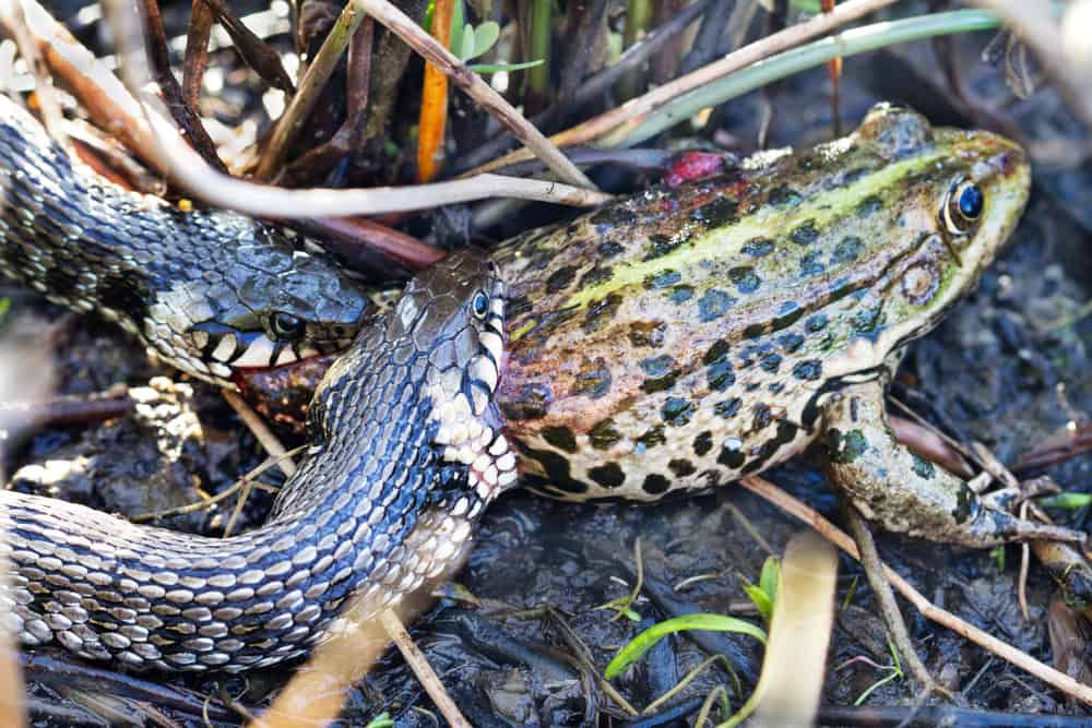 two snakes eating a frog