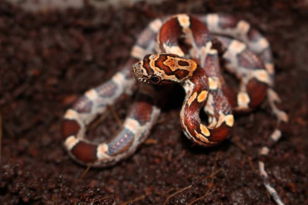 baby specimen of corn snake Pantherophis guttatus