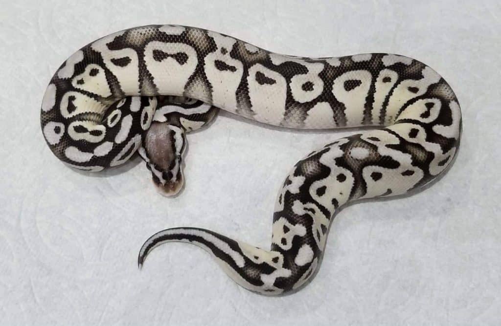 Stormtrooper Ball Python A Guide to The Empire's Fave Morph