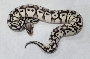 Stormtrooper Ball Python: A Guide to The Empire's Fave Morph