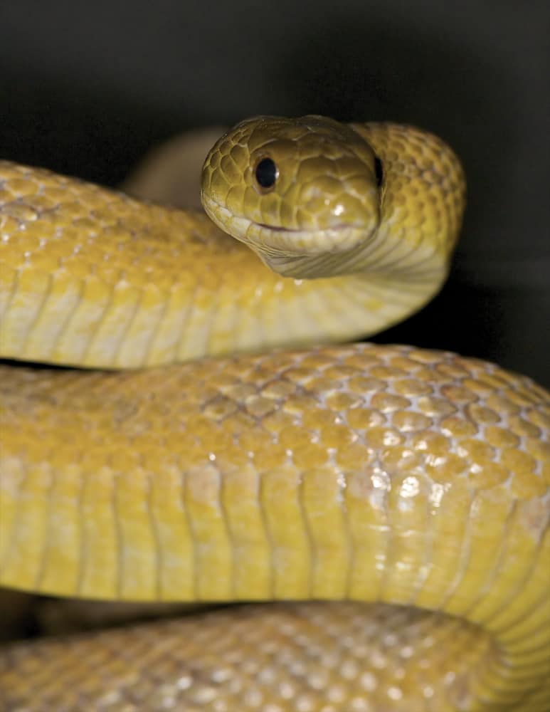 Texas Rat Snake