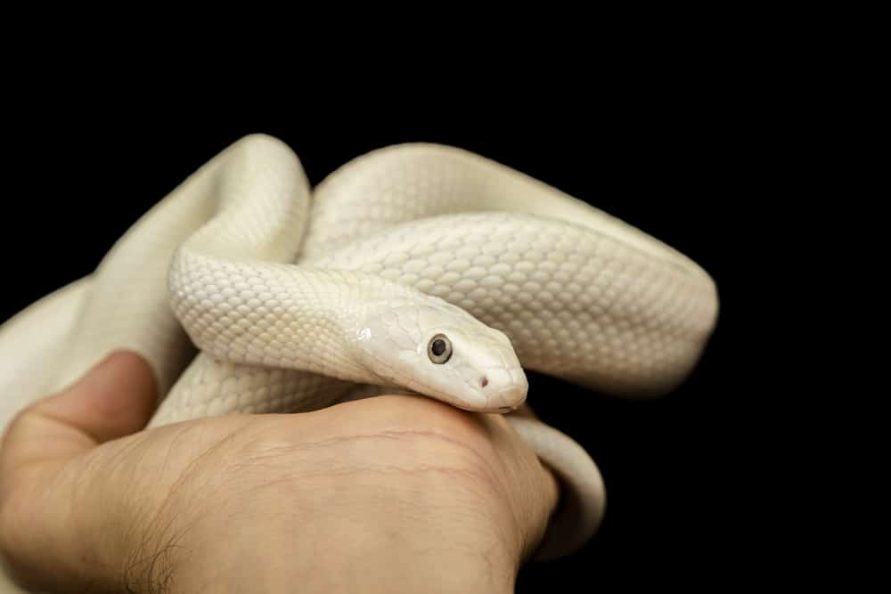 Texas rat snake being held in a hand