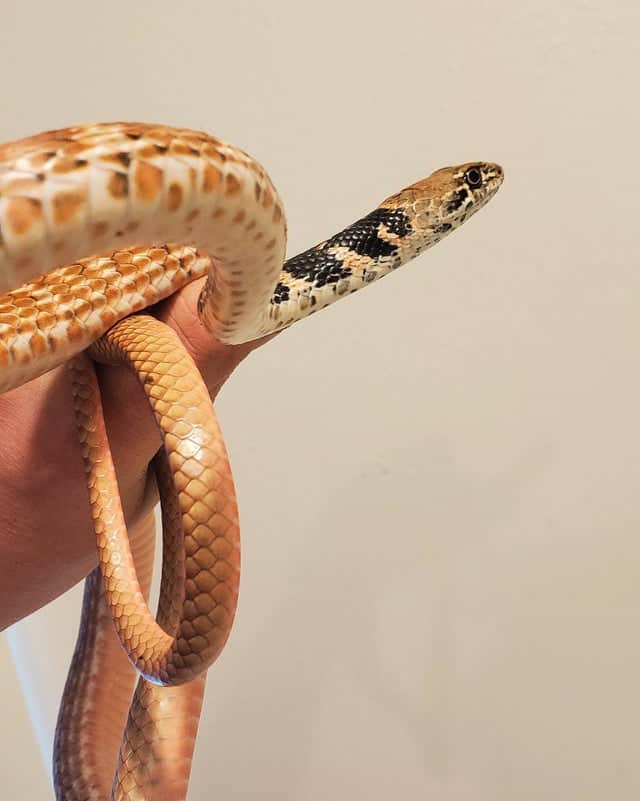 A coachwhip snake