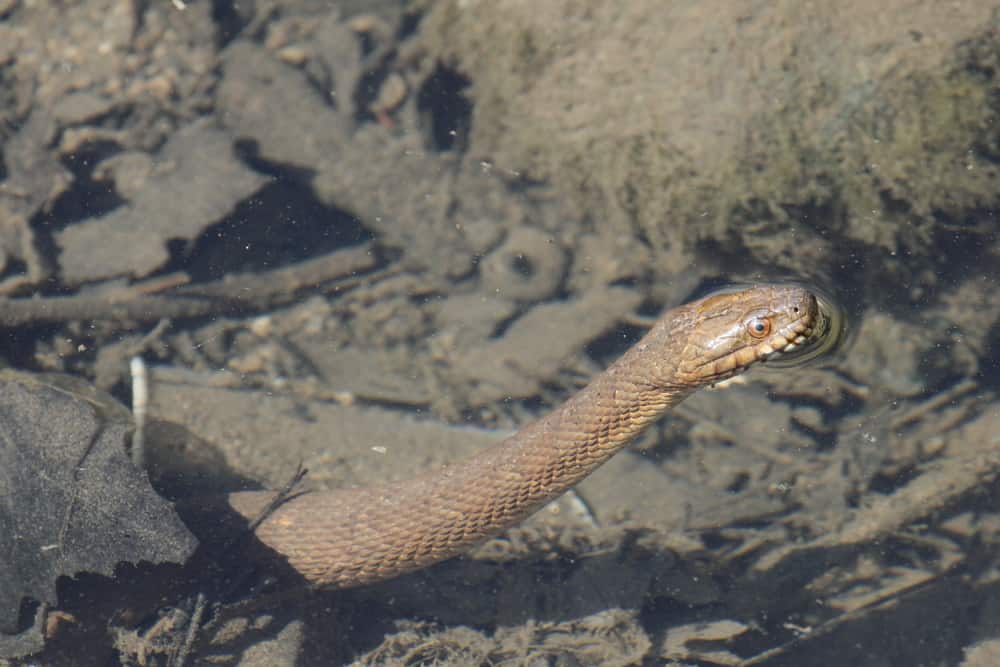water snake in water