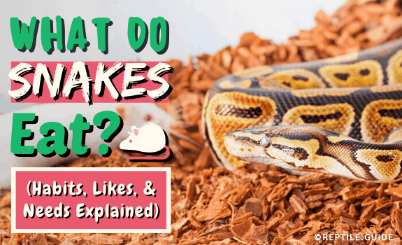 What Do Snakes Eat (Habits, Likes, & Needs Explained)