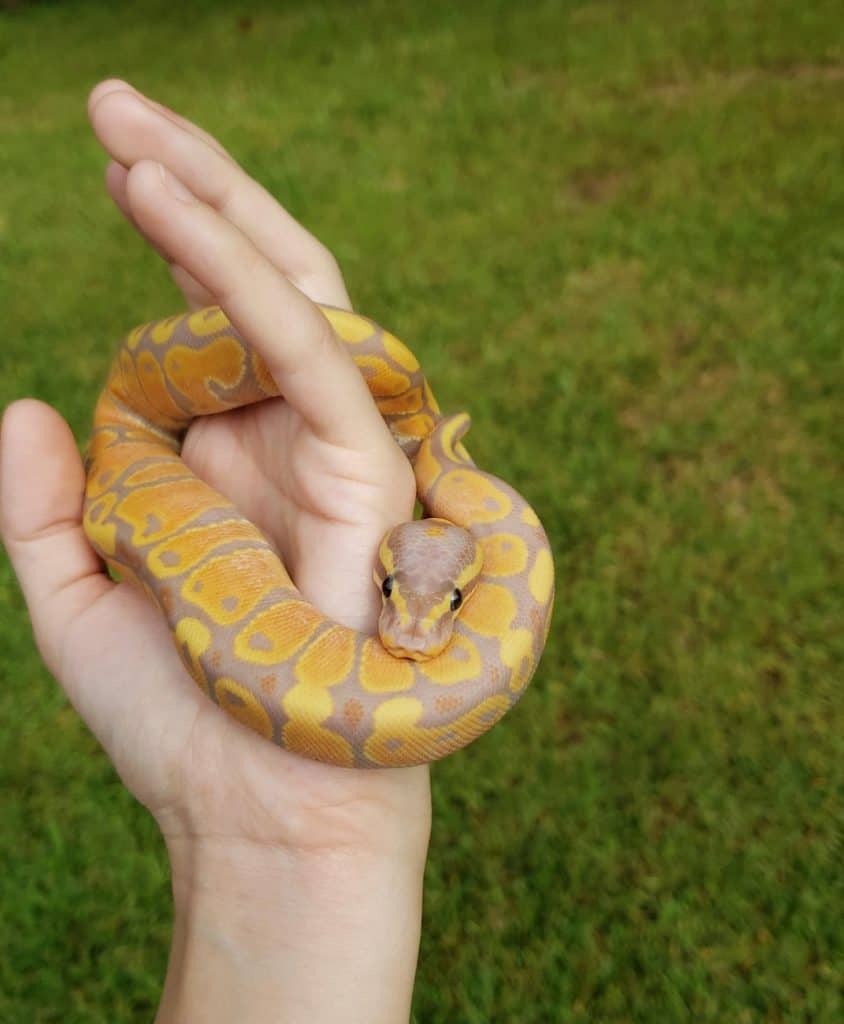 Yellow & Brown Colored Banana Fire Ball Python