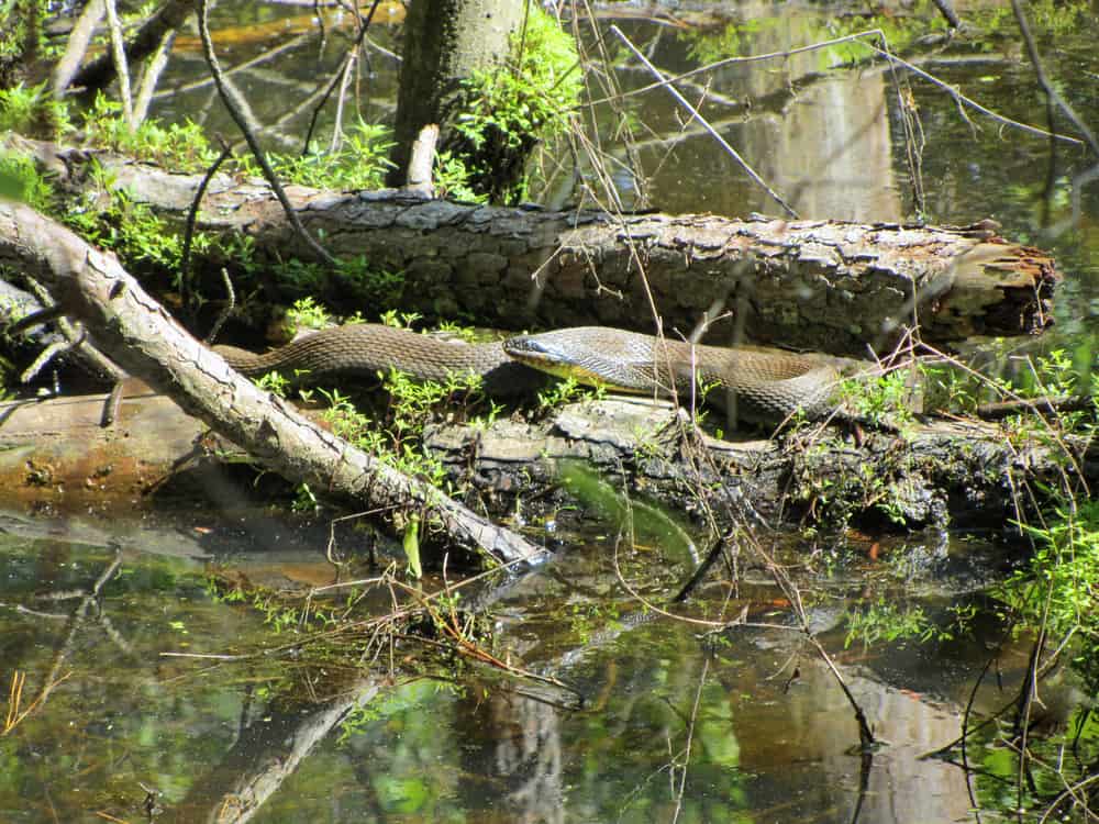 Alabama black water snake on log