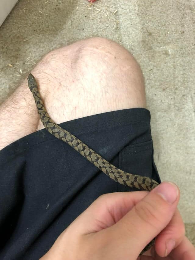 baby diamondback water snake