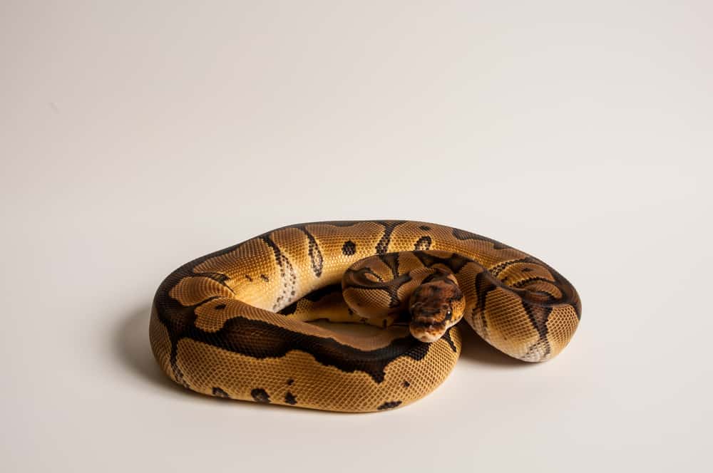 Clown Ball Python with wide dorsal stripe on white background