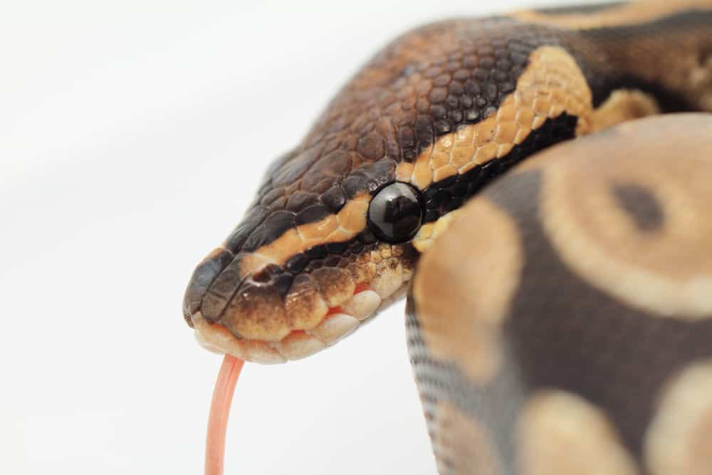 ball python with its tongue out