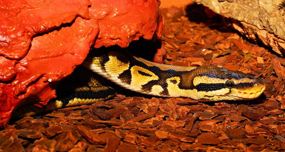 ball python crawling