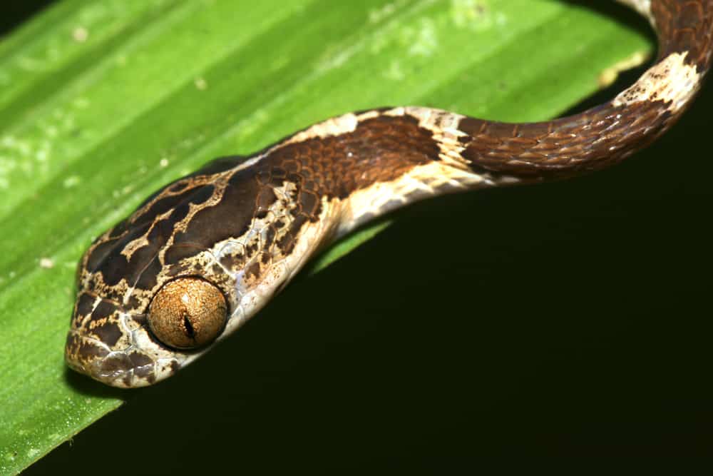 blunthead tree snake 