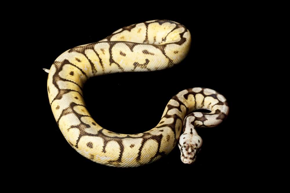 bumblebee ball python on black background