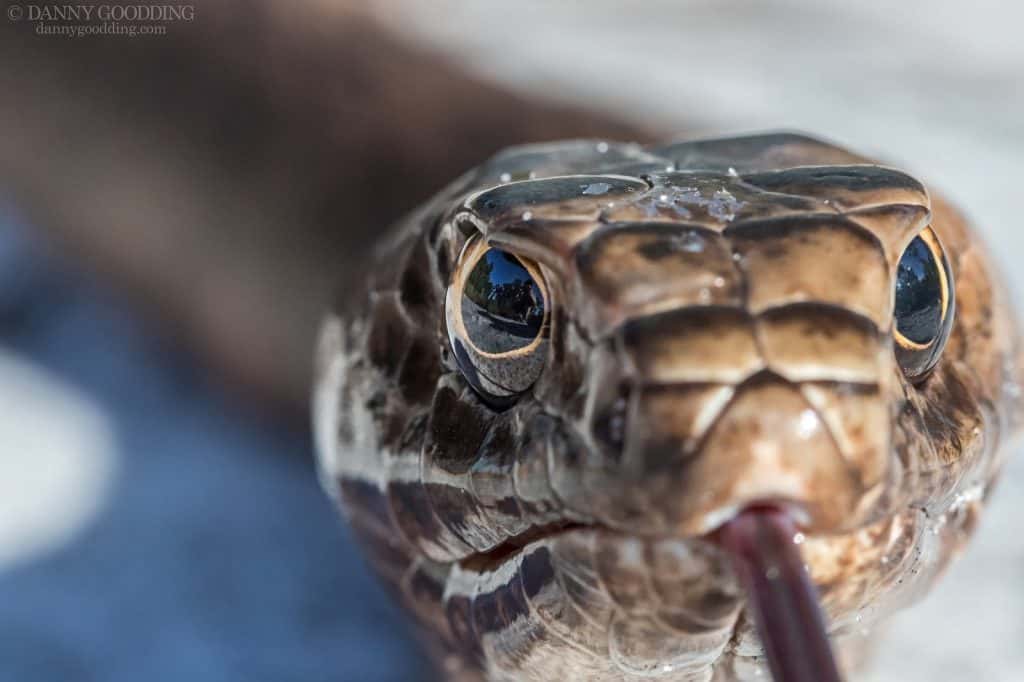 coachwhip subspecies