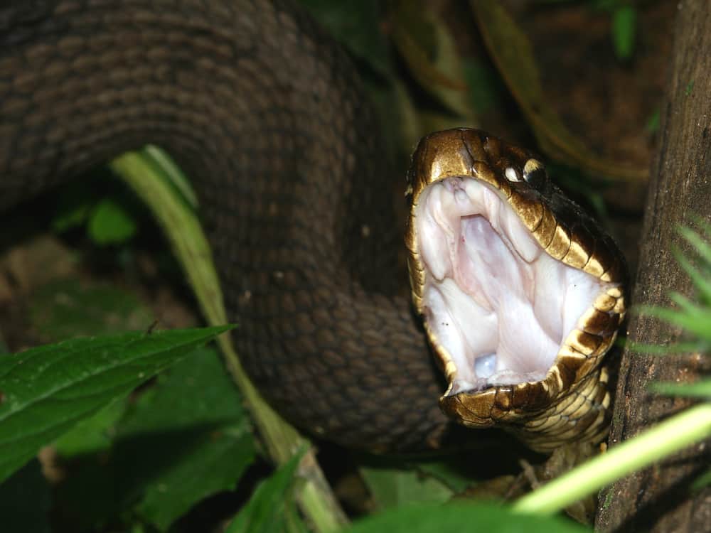 diamondback water snakes