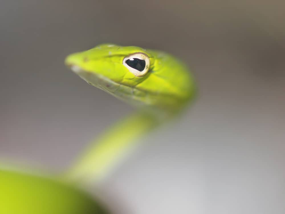 Eye of green vine snake