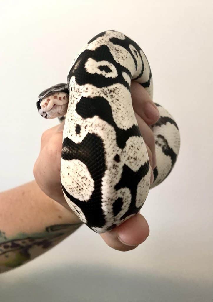 Healthy stormtrooper ball python in owner's hand